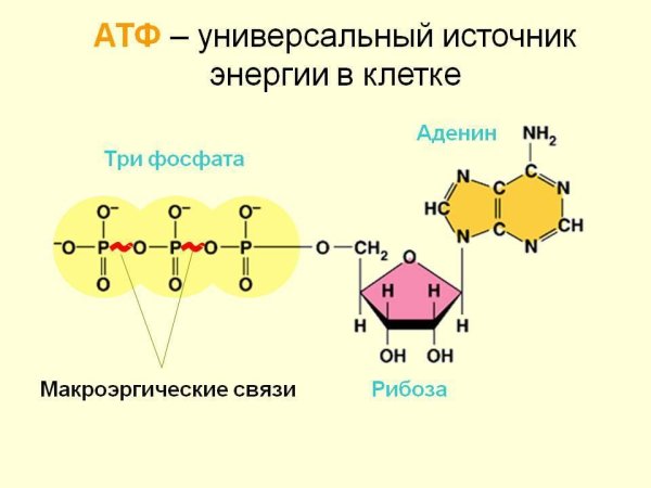 АТФ универсальный источник энергии в клетке