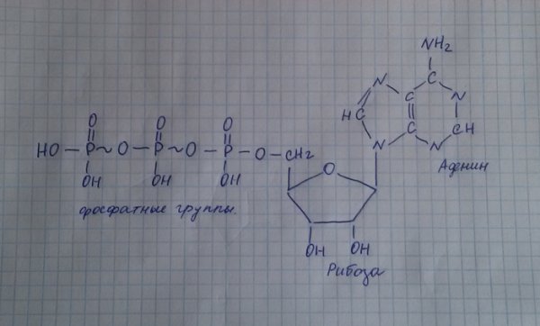 Структура АТФ схема