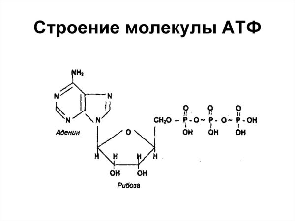 Строение молекулы АТФ