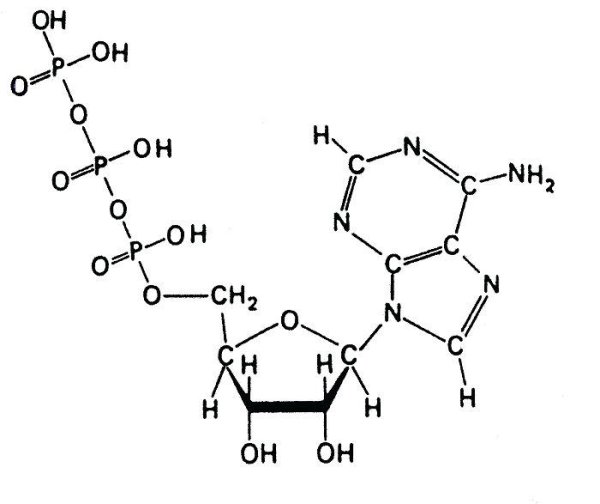 Молекула АТФ
