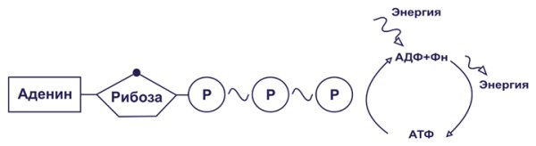 Структура АТФ схема