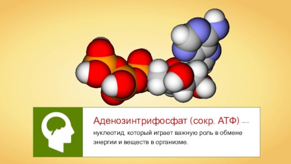 Молекула АТФ состоит из