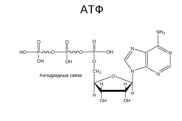 Химическая формула молекулы АТФ