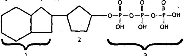 Схема строения молекулы АТФ