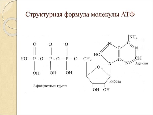 Структурная формула молекулы АТФ