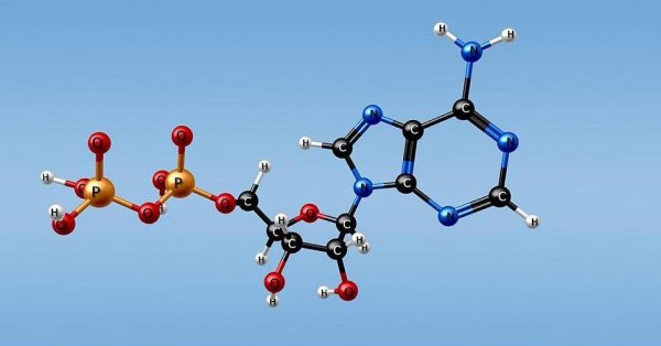 Молекула АТФ