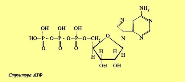 Строение молекулы АТФ