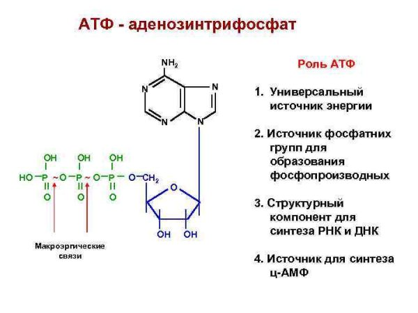Строение АТФ типы химических связей