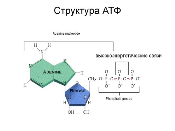Структура молекулы АТФ