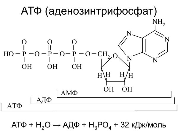 Структурные формулы амф АДФ АТФ