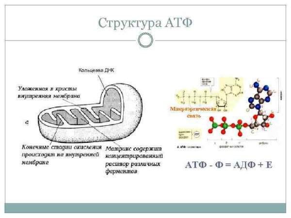 Строение клетки АТФ