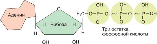Схема строения молекулы АТФ