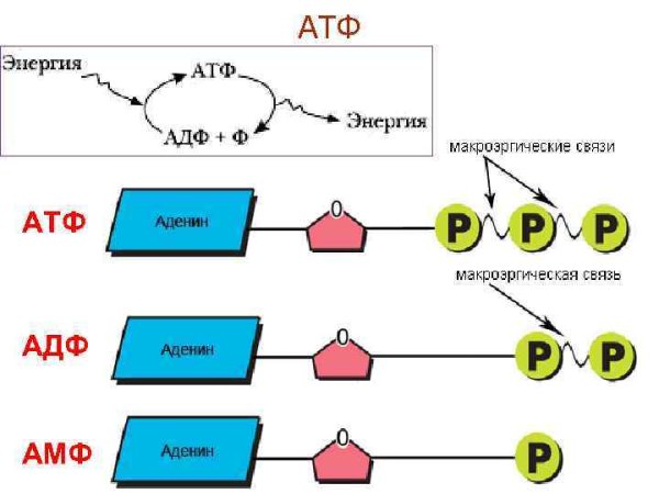 Схема расщепления молекулы АТФ