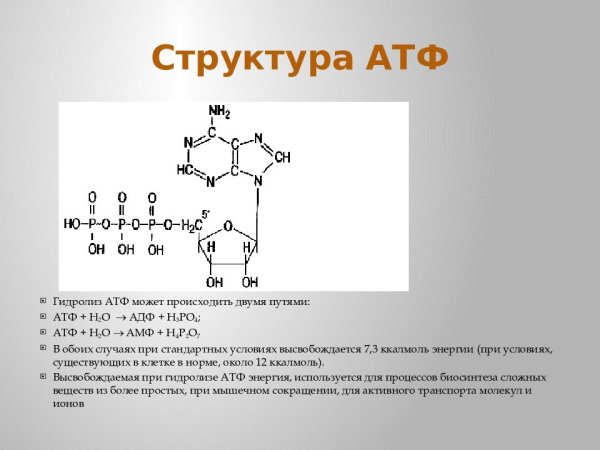 Строение, функции АТФ, АДФ, амф