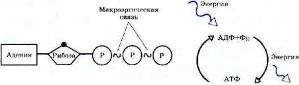 Схема молекулы АТФ