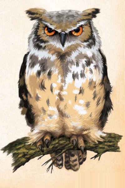 Сова на дереве