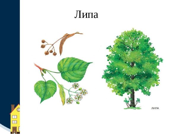 Дерево липа карточки для детей