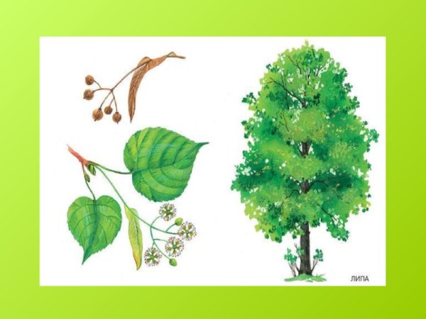 Липа для детей