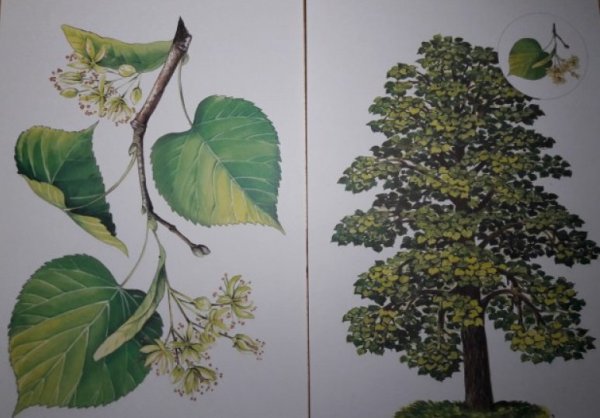 Дидактический материал деревья