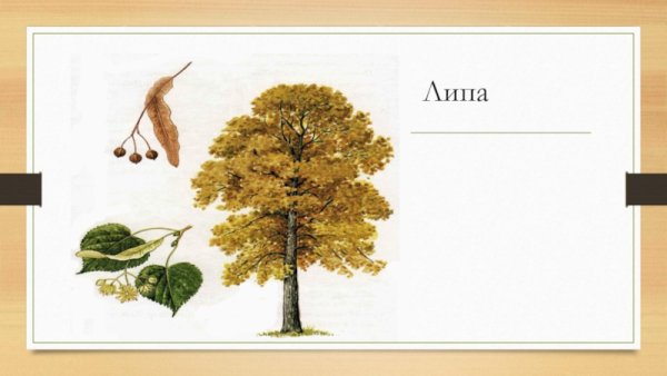 Липа дерево лист плод