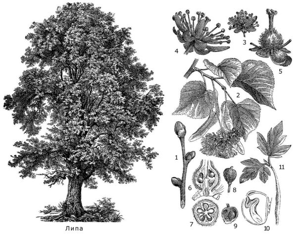 Липа мелколистная ботаника