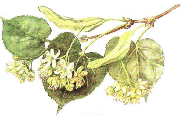 Липа сердцелистная ветки