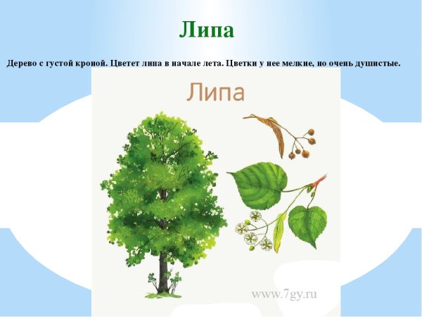 Липа дерево кустарник