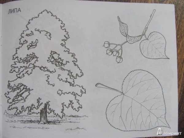 Липа рисунок для детей