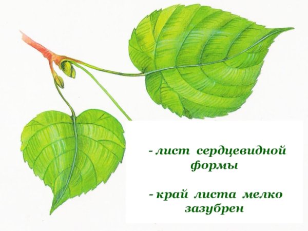 Липа сердцевидная форма листа