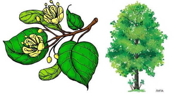 Липа рисунок