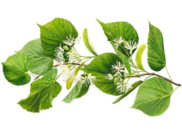 Липа мелколистная веточка