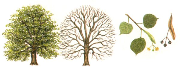 Крона липы зимой