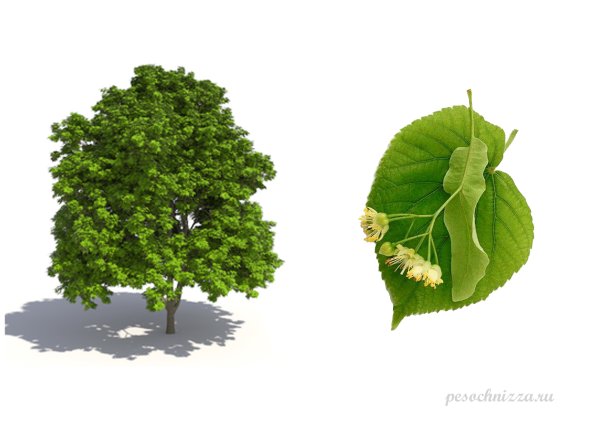 Липа мелколистная для детей