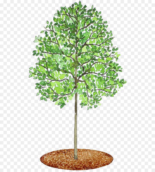 Липа иллюстрация