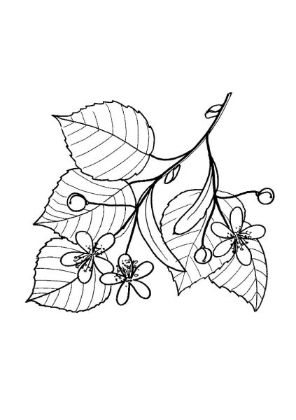 Лист липы раскраска