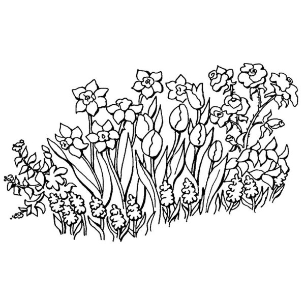 Раскраска цветы на клумбе