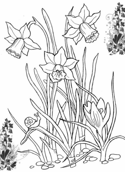 Клумба рисунок