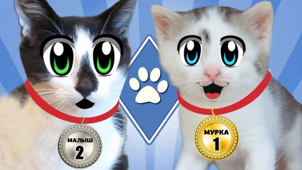 А-ну-ка-давай-ка котики