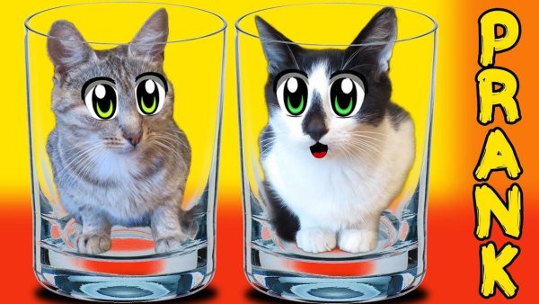 Ко т маалыш и кошечка м урка