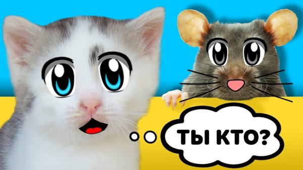 Кошка Мурка а ну ка давайка