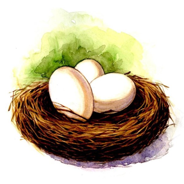 Гнездо с яйцами для детей