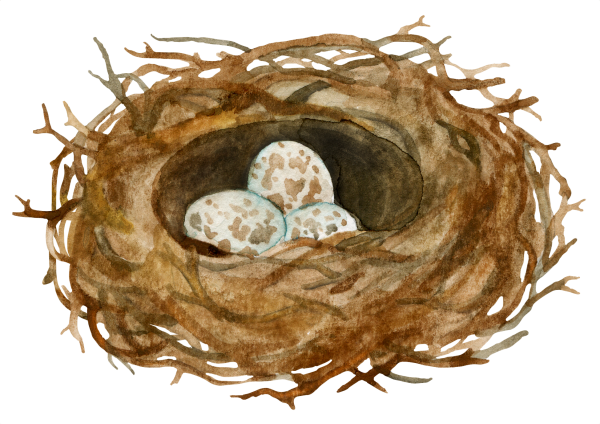 Гнездо для птиц.