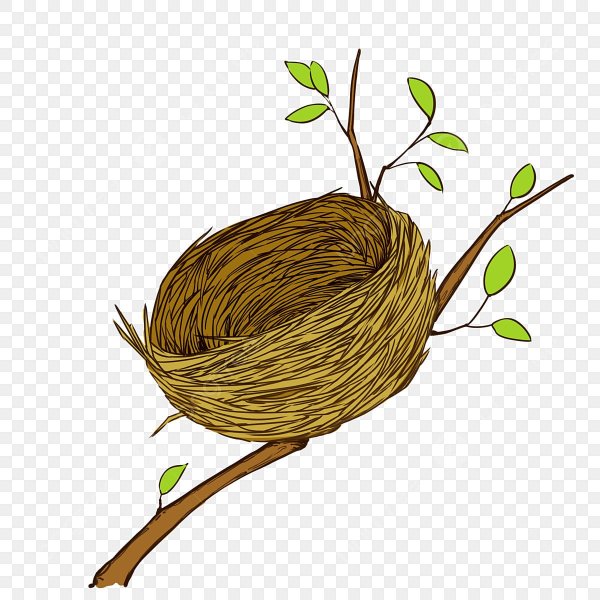 Птица в гнезде на прозрачном фоне для детей