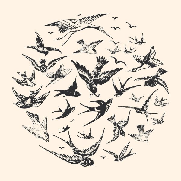 Тату эскизы птицы