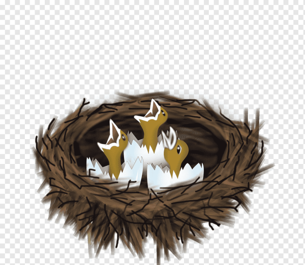 Гнездо с птенцами на прозрачном фоне