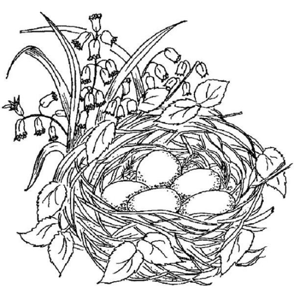 Птичье гнездо раскраска