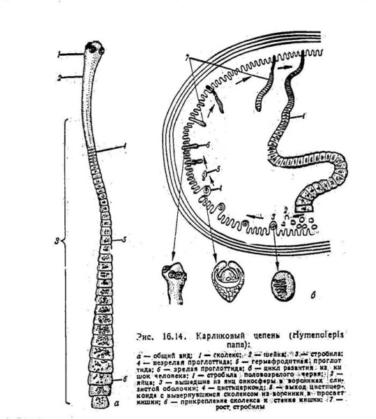 Стробила карликового цепня