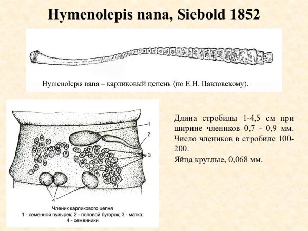 Сколекс Hymenolepis Nana строение