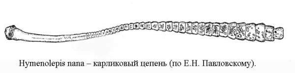 Стробила карликового цепня строение