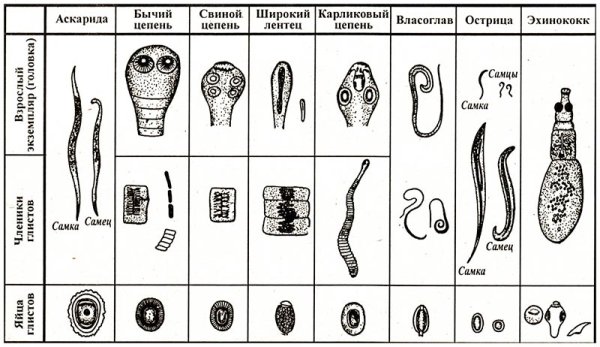 Карликовый цепень строение яйца